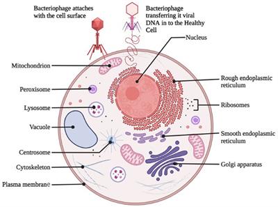 Recent trends in the use of bacteriophages as replacement of antimicrobials against food-animal pathogens